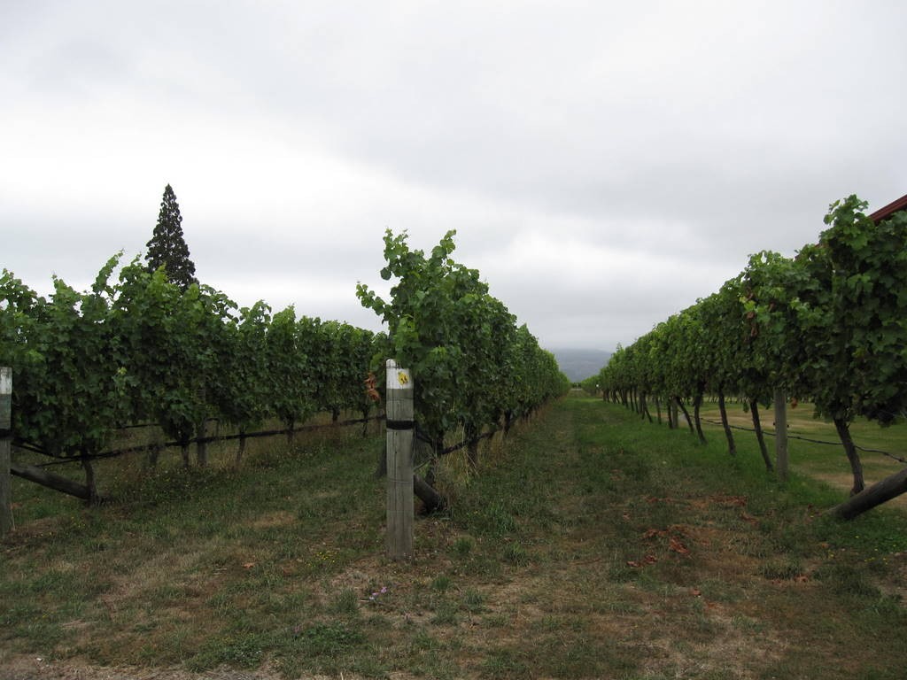 Wine tasting in the Marlborough wine region, based in Blenheim